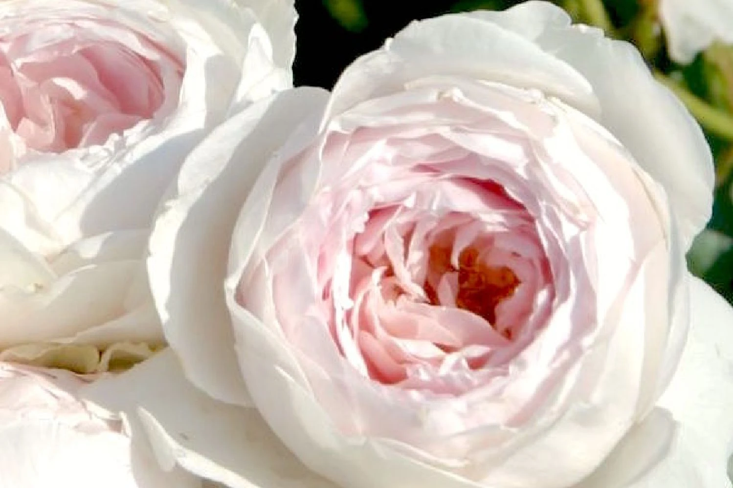 Rose 'Herzogin Christiana' (Beetrose) 1 Rose 'Herzogin Christiana' (Beetrose)