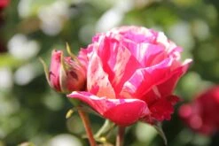 Rose 'Best Impression' (Edelrose)