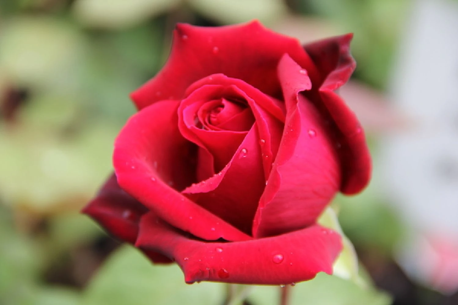 Rose 'Mildred Scheel' (Edelrose) 1 Rose 'Mildred Scheel' (Edelrose)