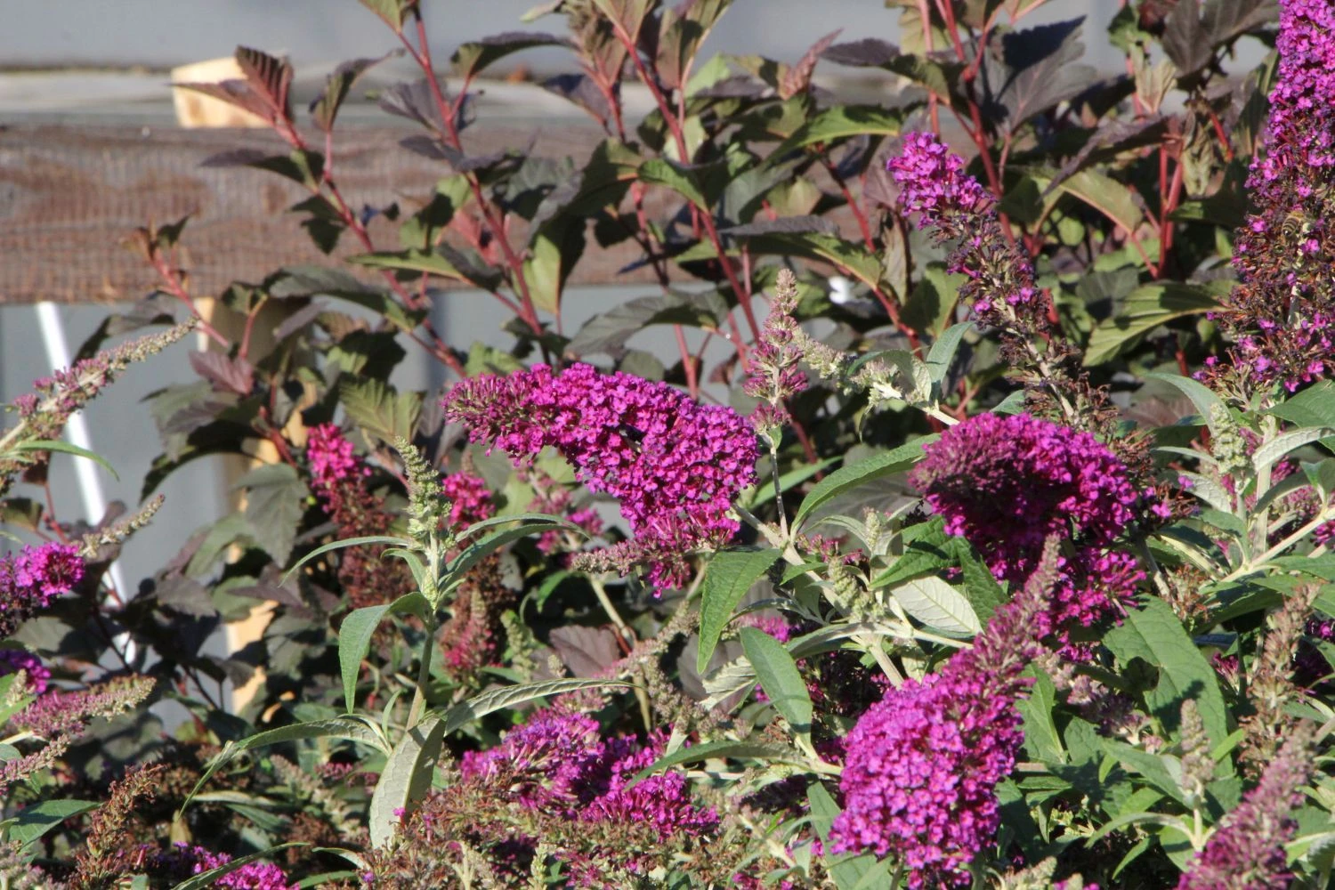 Buddleja Buzz® 'Magenta' (Zwerg-Sommerflieder) 2 Buddleja Buzz® 'Magenta' (Zwerg-Sommerflieder) – Bild 2