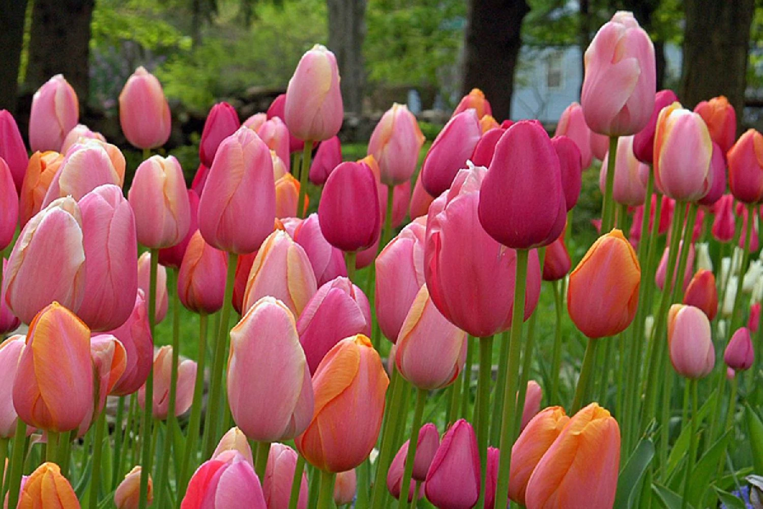 Tulpenmischung 'French Blend Rose' ™ (Garten-Tulpenmischung) 1 Tulpenmischung 'French Blend Rose' ™ (Garten-Tulpenmischung)