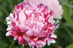 Paeonia Lactiflora 'Candy Stripe' (Edelpfingstrose)