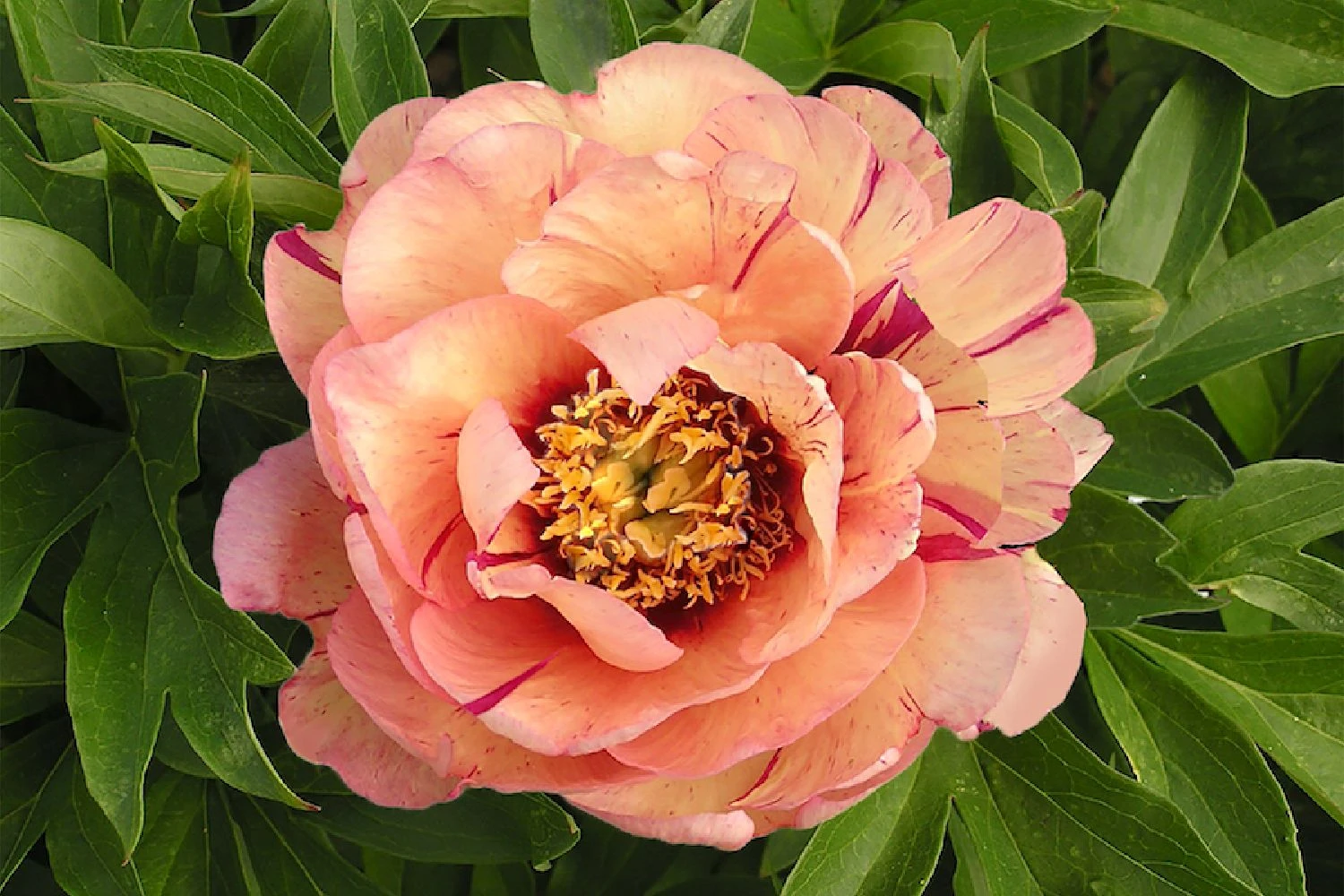 Paeonia Itoh-Hybride 'Callie's Memory' (Intersektionelle Pfingstrose) 1 Paeonia Itoh-Hybride 'Callie's Memory' (Intersektionelle Pfingstrose)