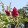 Buddleja Davidii 'Funky Fuchsia' (Sommerflieder)