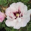 Paeonia Rockii 'Fen Xi Shi' (Strauchpfingstrose 'Rosa Schönheit')