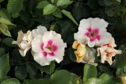 Bestseller -Blumen Verkäufe 2003354 Rose 20SEE 20YOU 20in 20purple Persische 20Rose 2 15f30208 b8e8 4293 9651 4338fcc15dc2