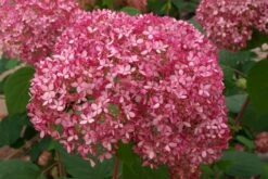 Hydrangea Arborescens 'Pink Annabelle' (Ballhortensie)