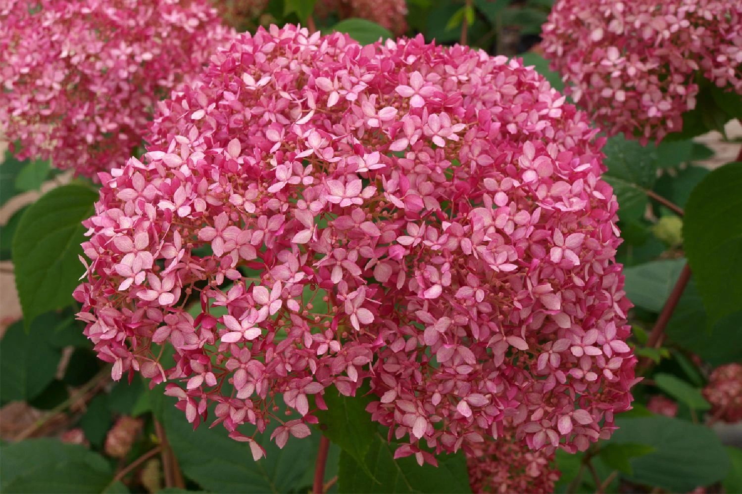 Hydrangea Arborescens 'Pink Annabelle' (Ballhortensie) 1 Hydrangea Arborescens 'Pink Annabelle' (Ballhortensie)