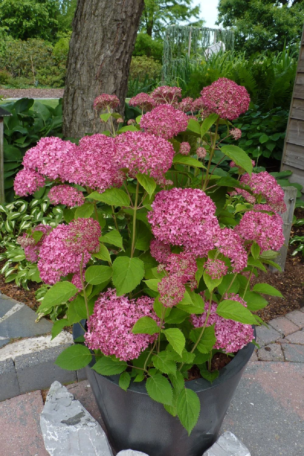 Hydrangea Arborescens 'Pink Annabelle' (Ballhortensie) 2 Hydrangea Arborescens 'Pink Annabelle' (Ballhortensie) – Bild 2