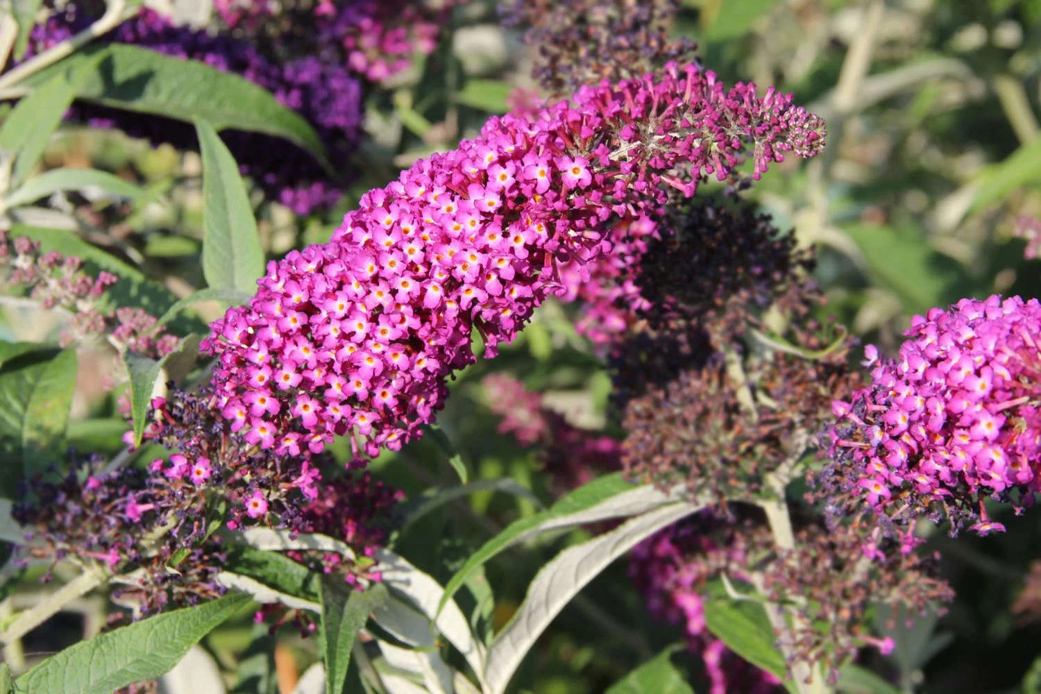 Buddleja Davidii 'Magenta Munchkin' (Sommerflieder) 1 Buddleja Davidii 'Magenta Munchkin' (Sommerflieder)