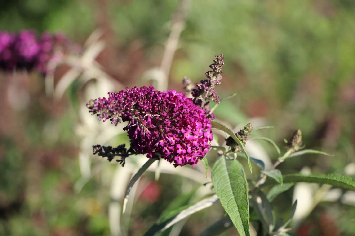 Buddleja Davidii 'Magenta Munchkin' (Sommerflieder) 2 Buddleja Davidii 'Magenta Munchkin' (Sommerflieder) - Image 2