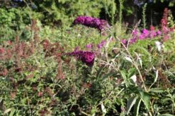 Buddleja Davidii 'Magenta Munchkin' (Sommerflieder) 5 Buddleja Davidii 'Magenta Munchkin' (Sommerflieder) -Blumen Verkäufe 2003514 Buddleja 20davidii 20Magenta 20Munchkin Sommerflieder 3