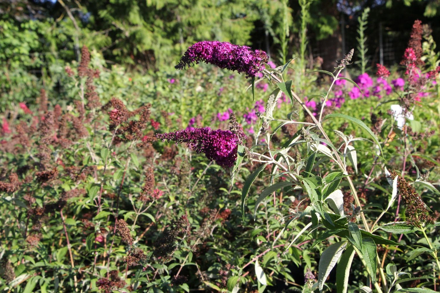 Buddleja Davidii 'Magenta Munchkin' (Sommerflieder) 3 Buddleja Davidii 'Magenta Munchkin' (Sommerflieder) - Image 3