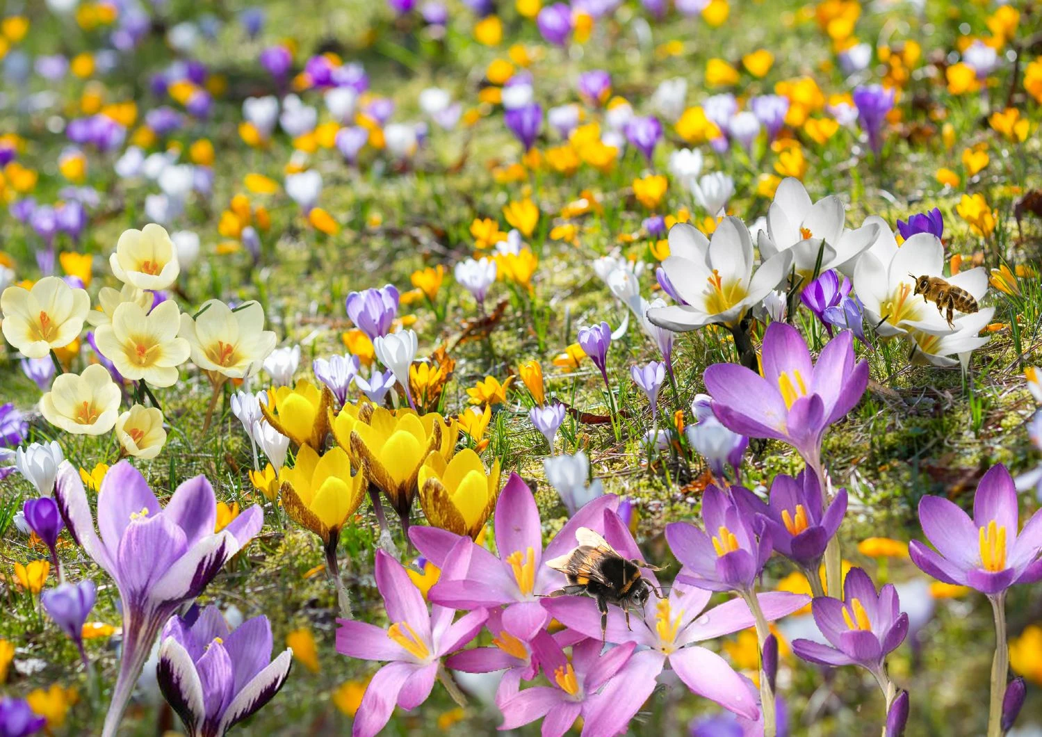 Crocus Mix 'Bienenweide' (Nektarreiche Krokus-Mischung) 1 Crocus Mix 'Bienenweide' (Nektarreiche Krokus-Mischung)