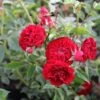 Rose 'Crimson Siluetta' (Miniclimber)