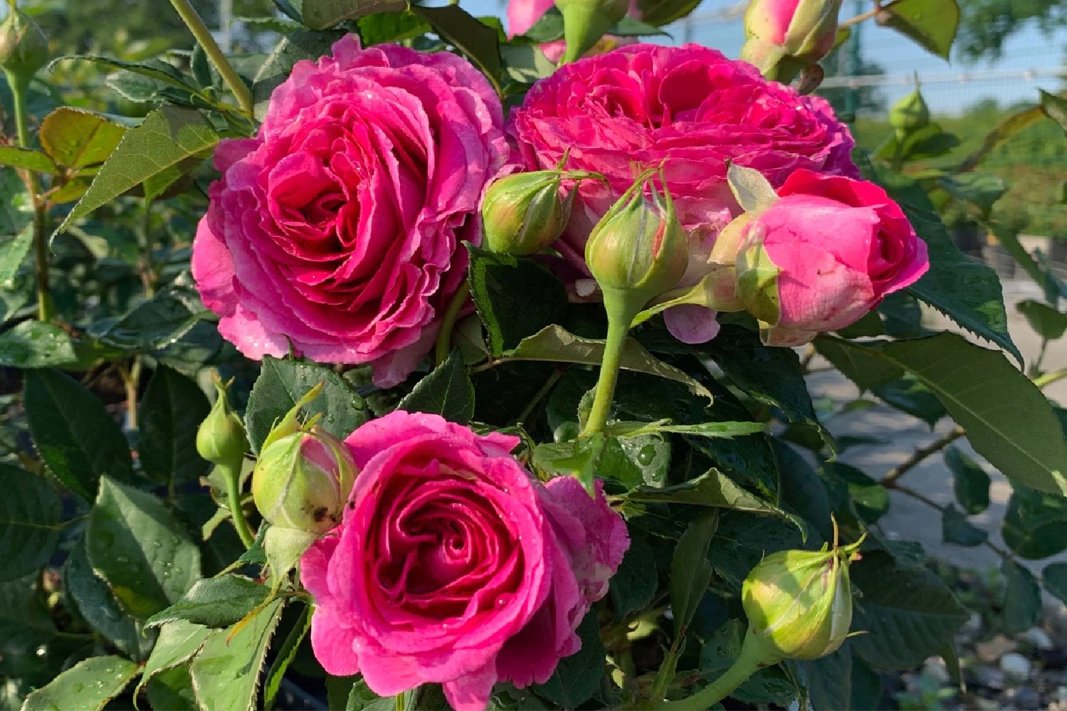 Rose 'Fräulein Maria' (Beetrose) 1 Rose 'Fräulein Maria' (Beetrose)