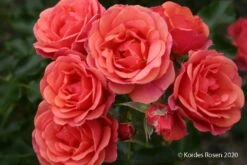 Rose 'Mandarin' (Patiorose)