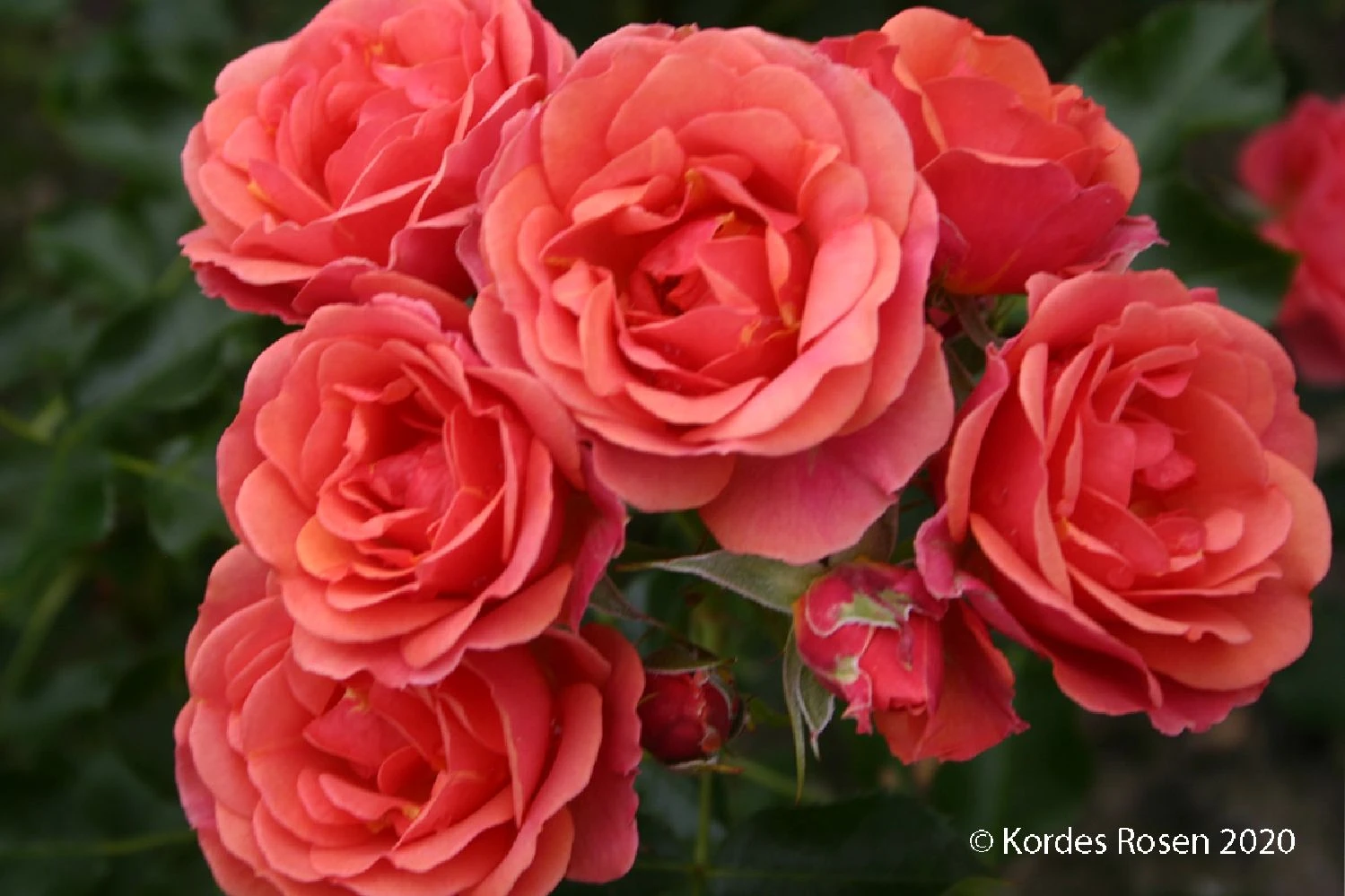 Rose 'Mandarin' (Patiorose)