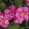 Rose 'Pink Roadrunner' (Wildrose)