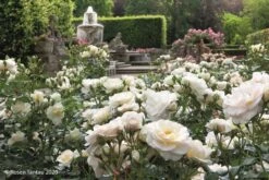 Rose 'Sirius' (Beetrose) -Blumen Verkäufe 2003694 Rose 20Sirius Beetrose 3