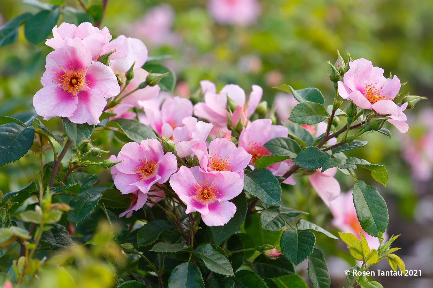 Rose 'Orienta® Laila' (Persische Rose) 1 Rose 'Orienta® Laila' (Persische Rose)