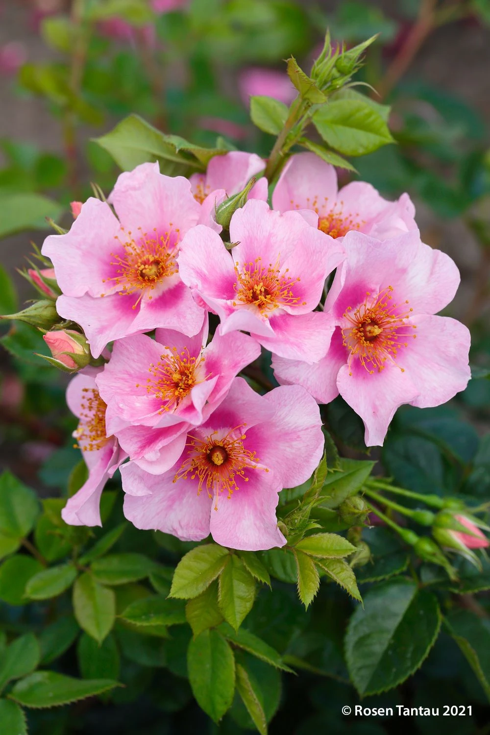 Rose 'Orienta® Laila' (Persische Rose) 2 Rose 'Orienta® Laila' (Persische Rose) - Image 2