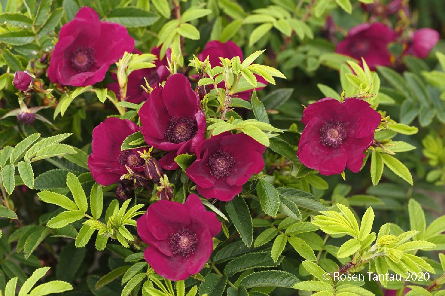 Rose 'Strandperle® Norderney' (Heckenrose) 1 Rose 'Strandperle® Norderney' (Heckenrose)