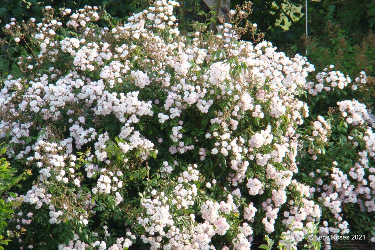 Rose 'Guirlande Rose' (Rambler) 3 Rose 'Guirlande Rose' (Rambler) - Image 3