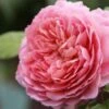 Rose 'Eisvogel' (Edelrose)