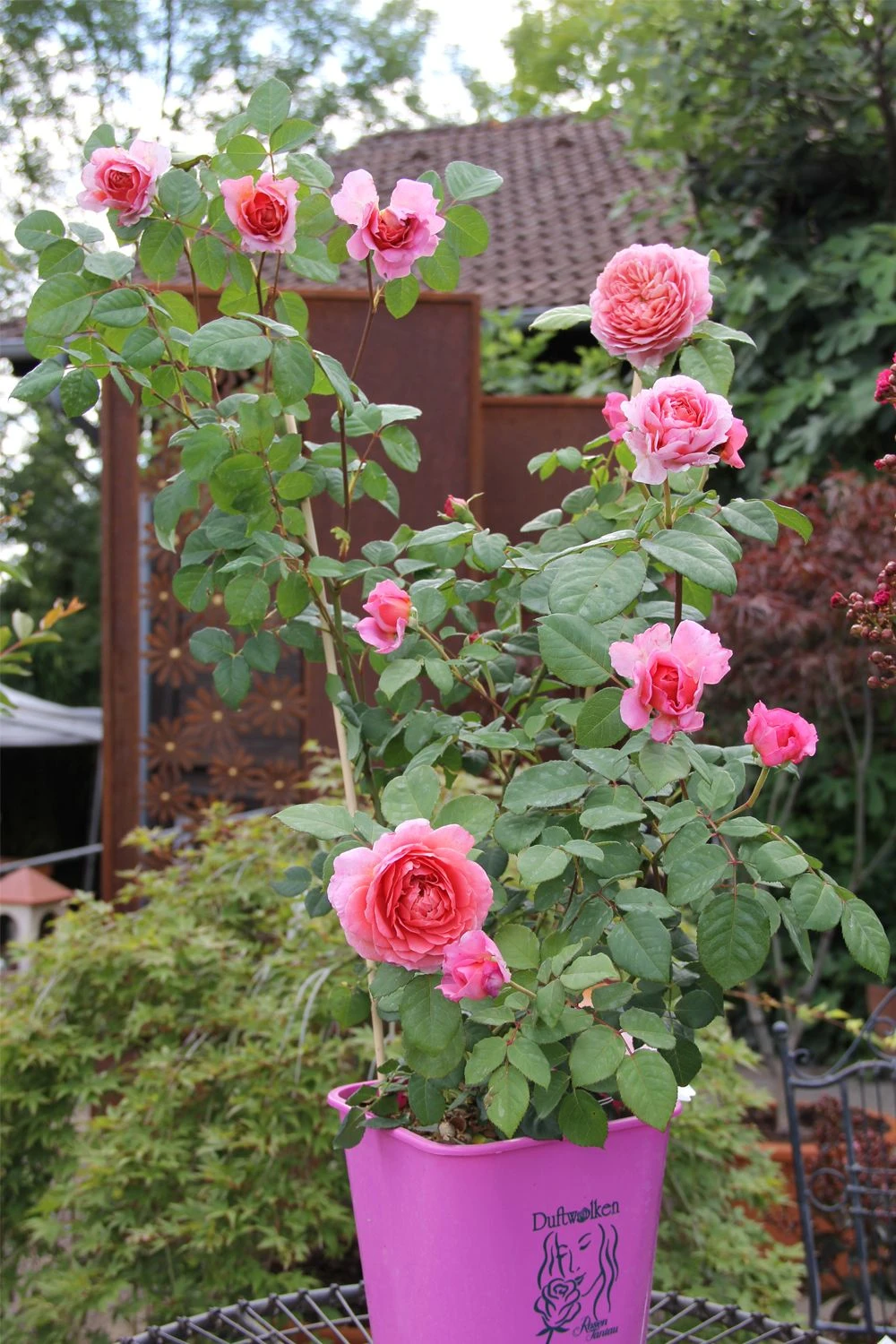 Rose 'Eisvogel' (Edelrose) 2 Rose 'Eisvogel' (Edelrose) - Image 2