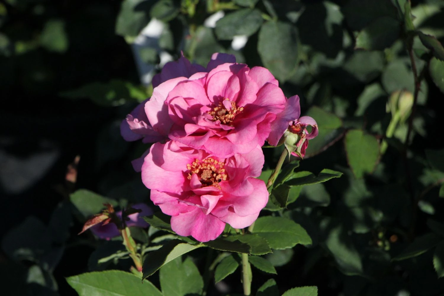 Rose 'Orienta® Aladdin' (Kletterrose) 1 Rose 'Orienta® Aladdin' (Kletterrose)