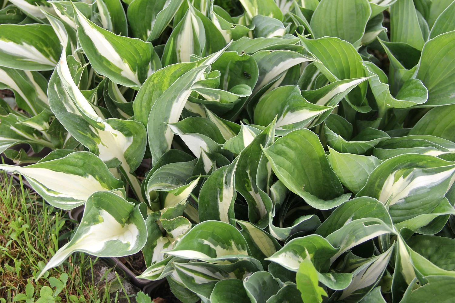 Hosta 'Amazone' (Funkie) 1 Hosta 'Amazone' (Funkie)