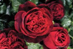 Rose 'Admiral' (Nostalgie®-Edelrose)