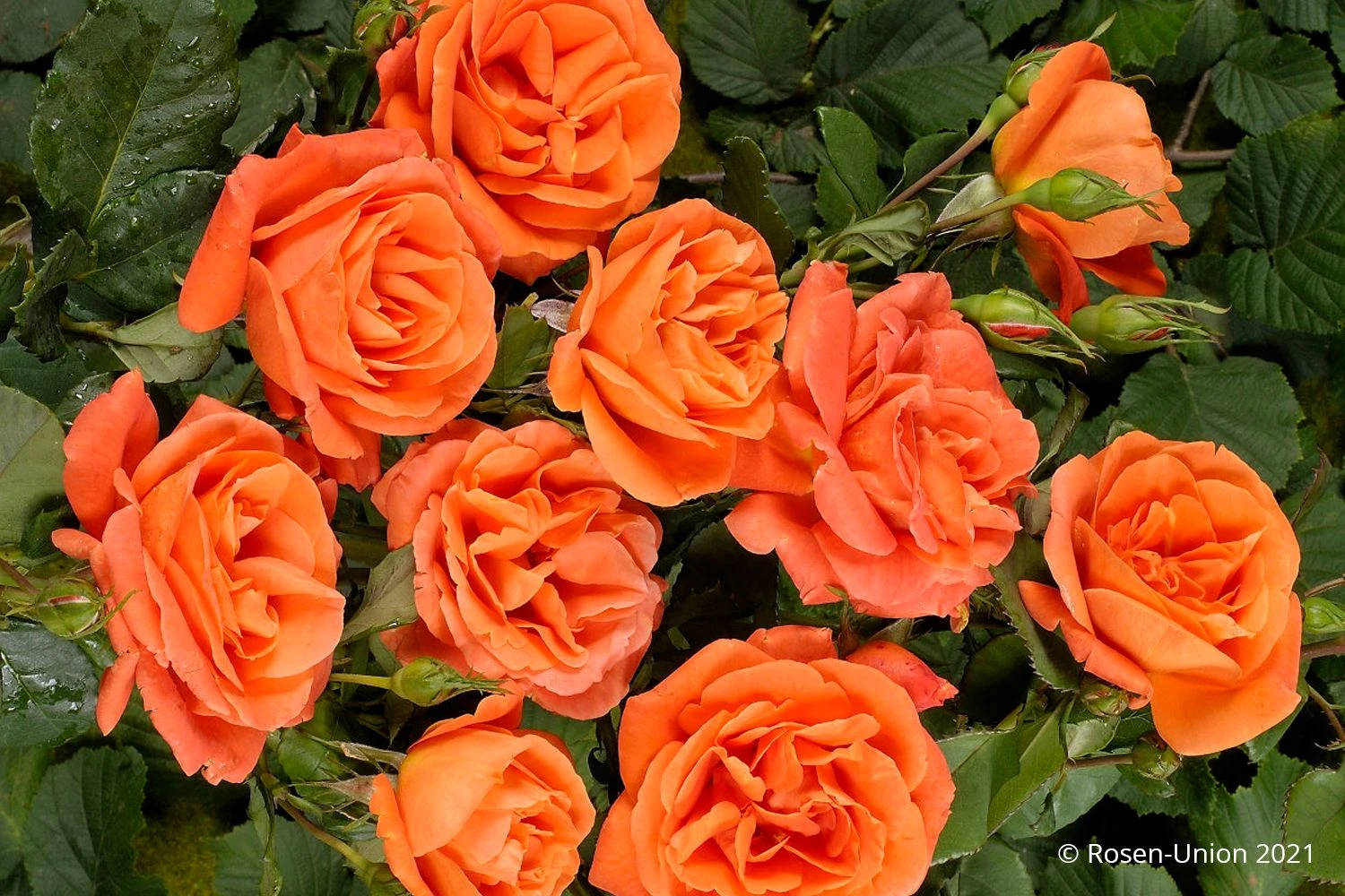 Rose 'Orange Dawn' (Kletterrose) 2 Rose 'Orange Dawn' (Kletterrose) - Image 2