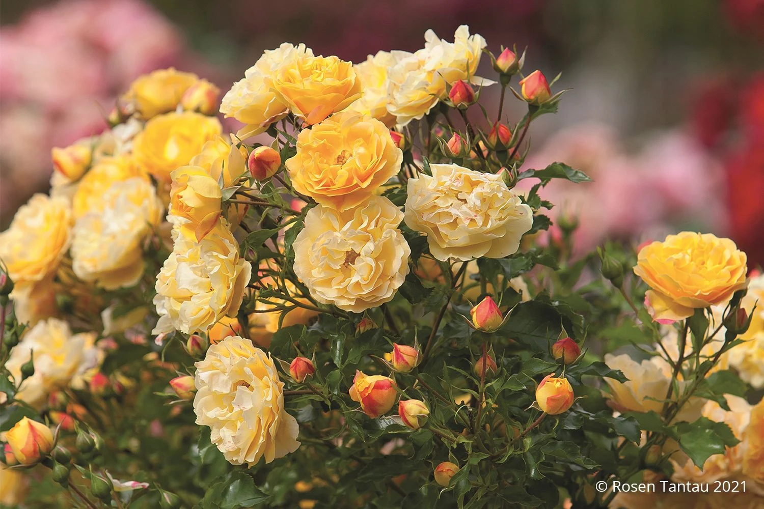 Rose 'Starlet®-Rose Lizzy' (Miniclimber) 1 Rose 'Starlet®-Rose Lizzy' (Miniclimber)