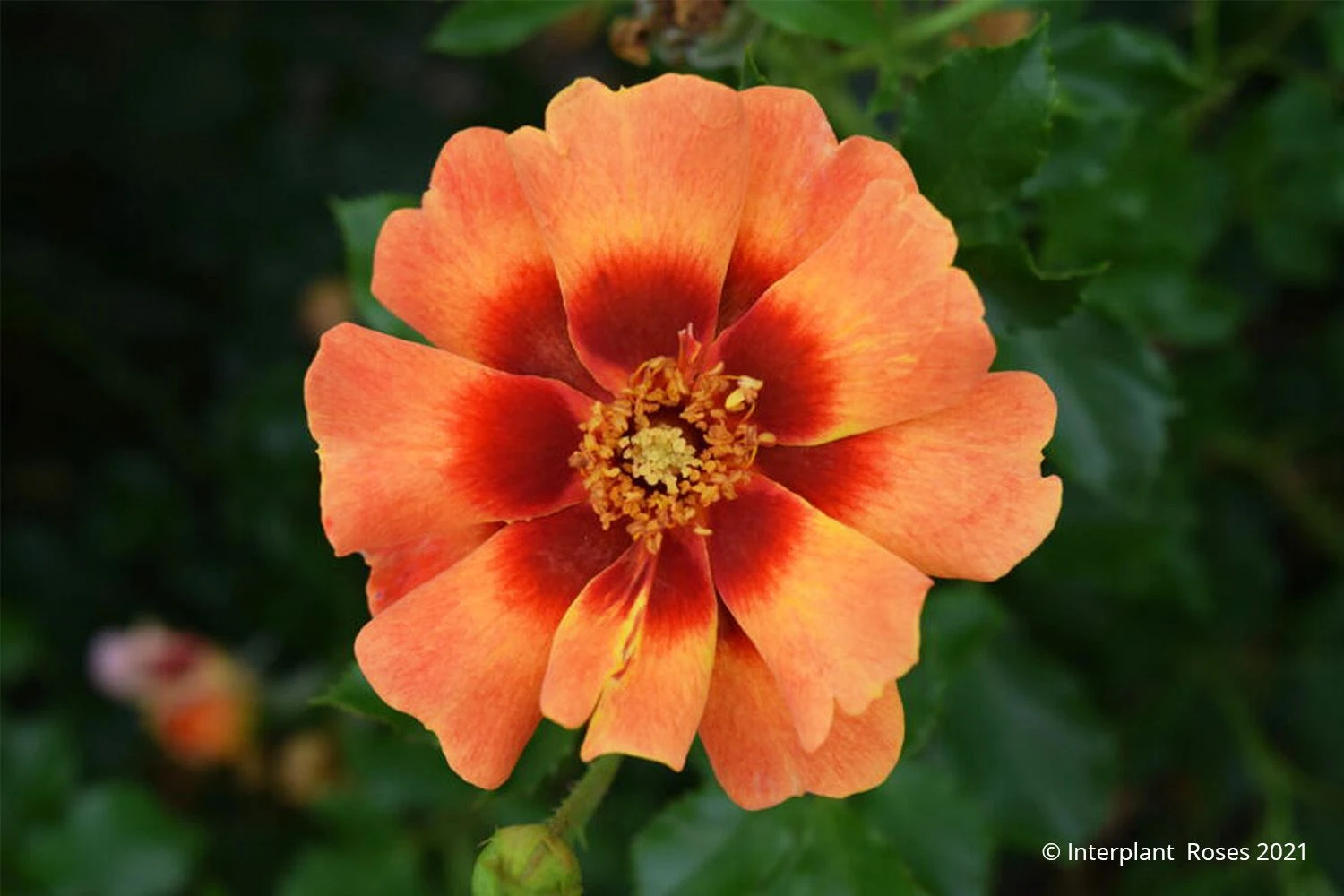 Rose 'Flame Babylon Eyes' (Beetrose) 1 Rose 'Flame Babylon Eyes' (Beetrose)