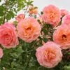 Rose 'Peach Melba' (Kletterrose)