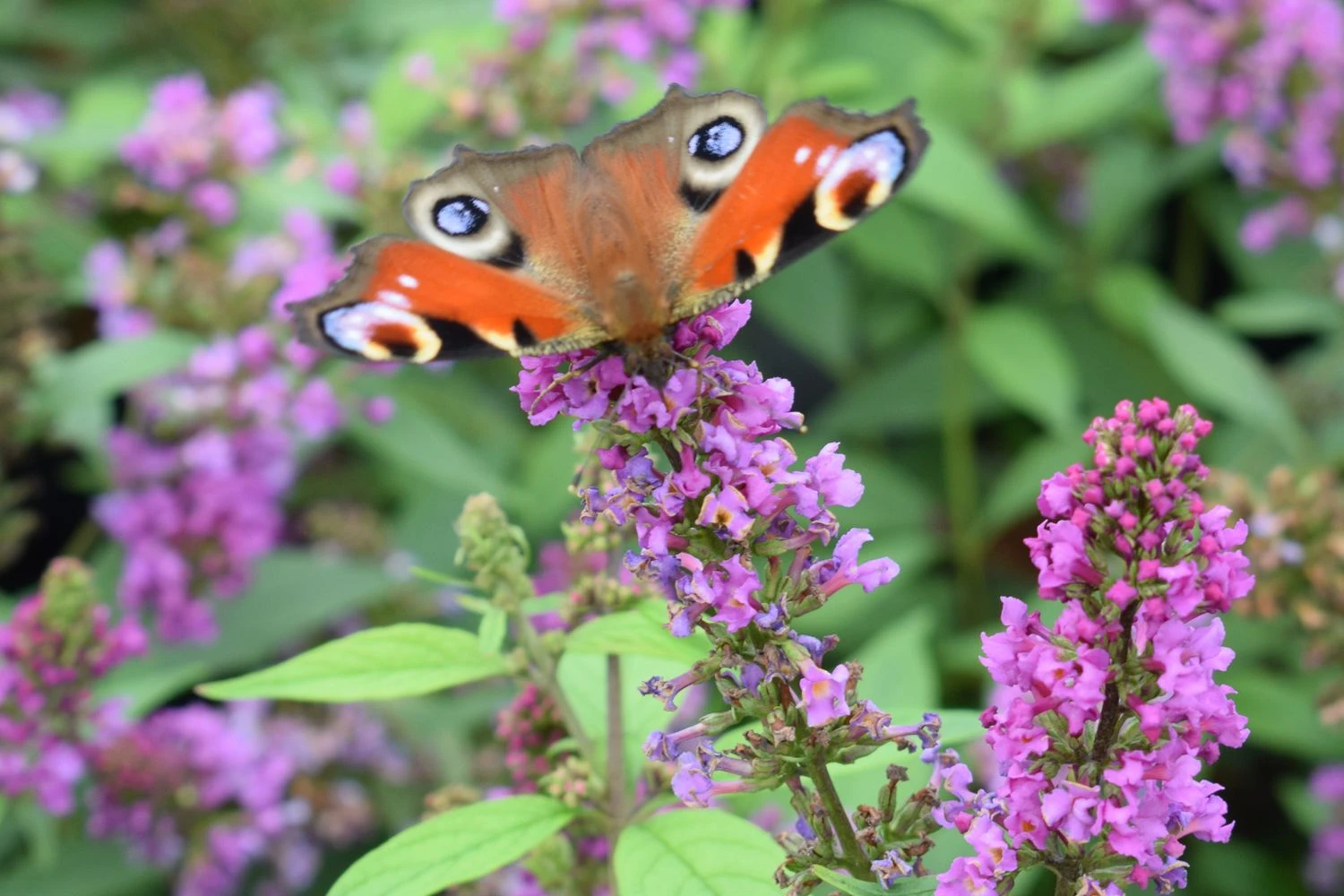 Buddleja Davidii POQUITO ® 'Orchid Annie' (Sommerflieder) 1 Buddleja Davidii POQUITO ® 'Orchid Annie' (Sommerflieder)
