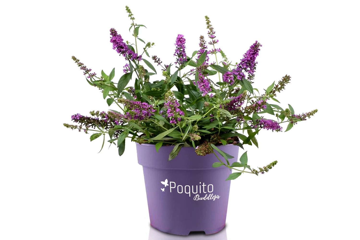 Buddleja Davidii POQUITO ® 'Orchid Annie' (Sommerflieder) 3 Buddleja Davidii POQUITO ® 'Orchid Annie' (Sommerflieder) – Bild 3