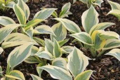 Hosta 'Autumn Frost' (Funkie | Herzblattlilie)