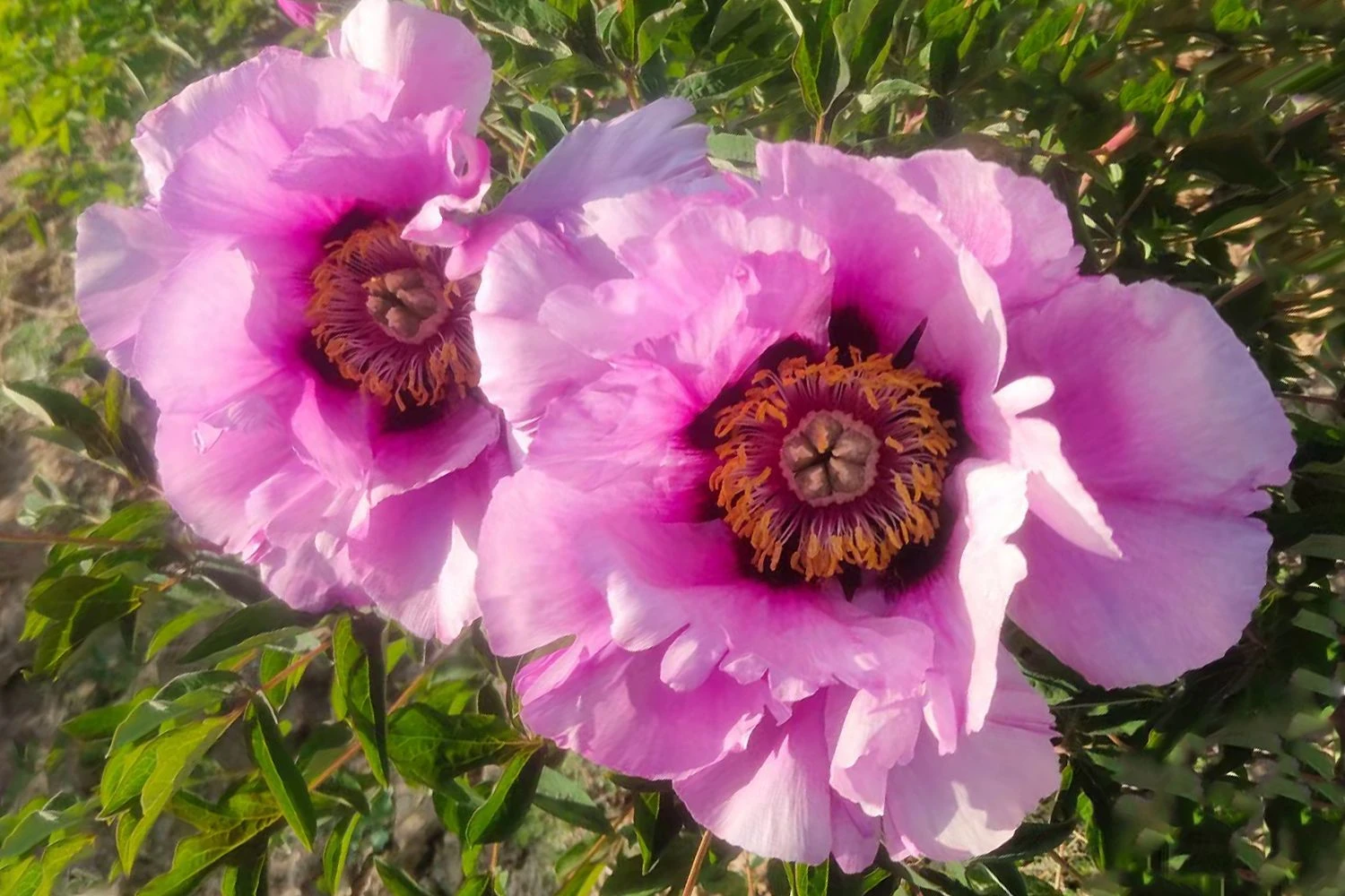 Paeonia Rockii 'Hui He' (Strauchpfingstrose 'Grauer Kranich') 2 Paeonia Rockii 'Hui He' (Strauchpfingstrose 'Grauer Kranich') - Image 2