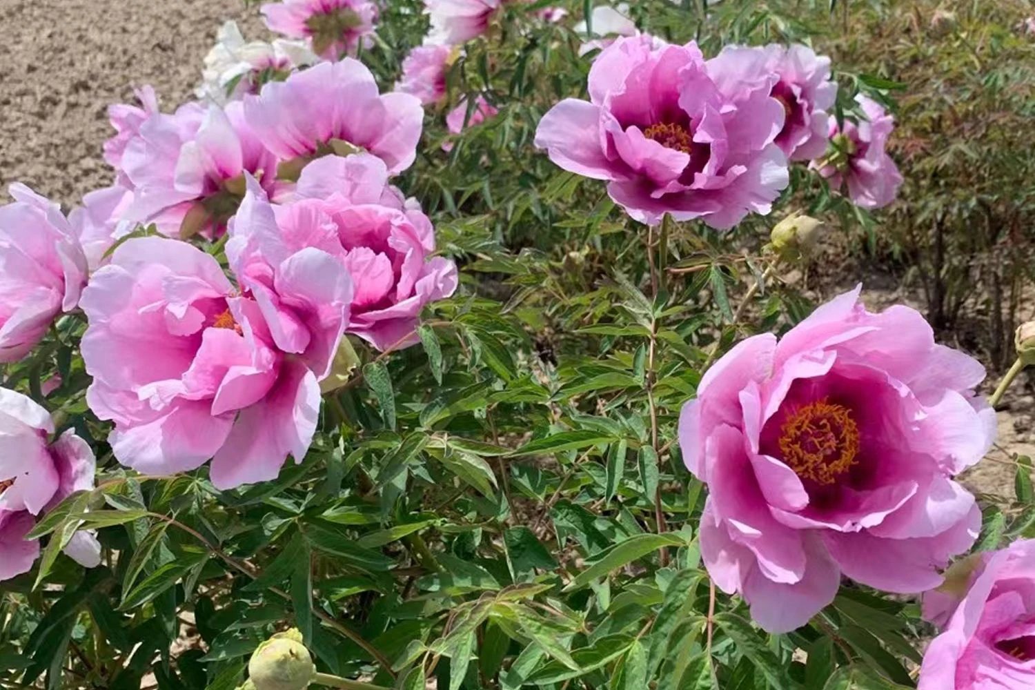 Paeonia Rockii 'Hui He' (Strauchpfingstrose 'Grauer Kranich') 3 Paeonia Rockii 'Hui He' (Strauchpfingstrose 'Grauer Kranich') - Image 3