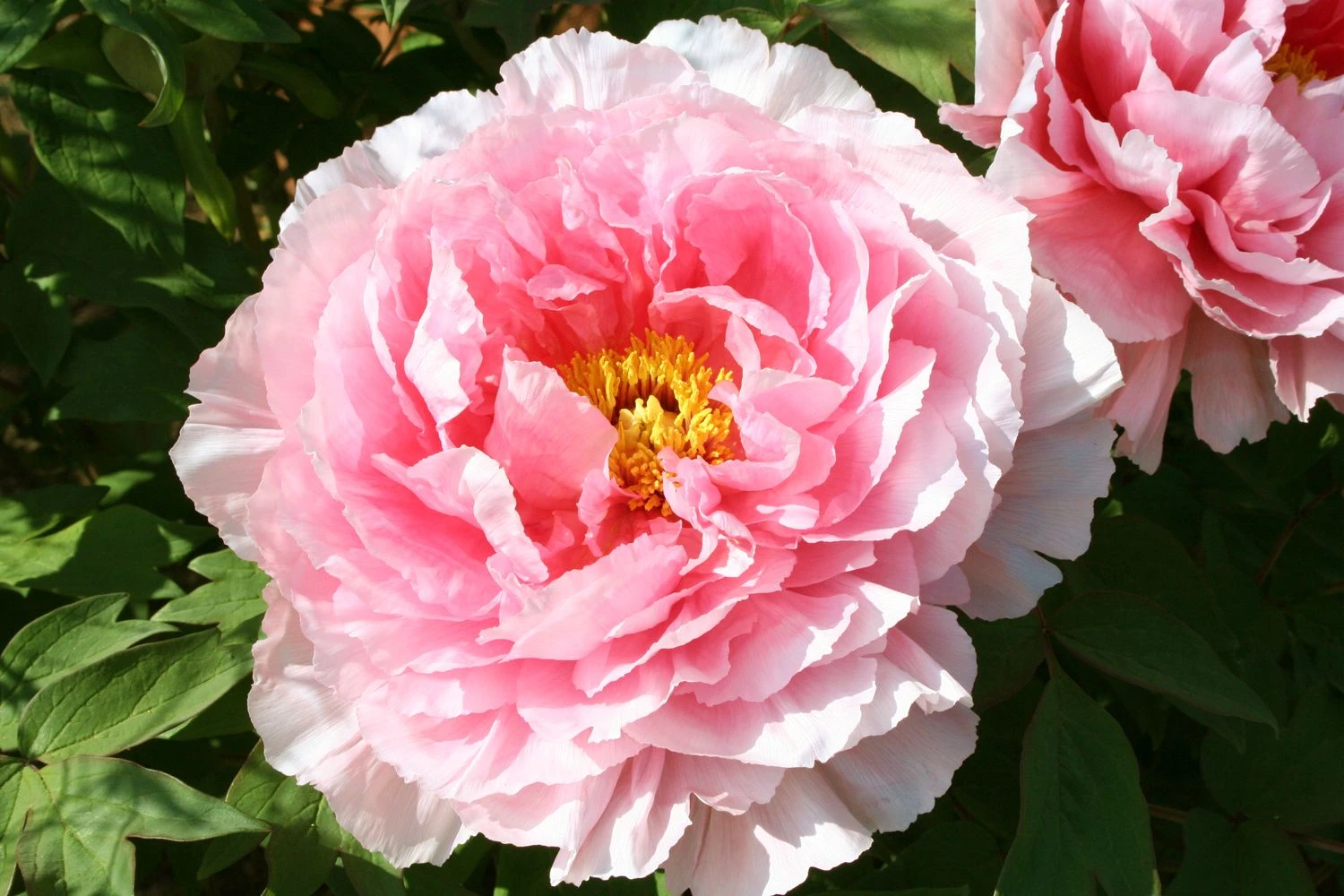 Paeonia Suffruticosa 'Hananosato' (Strauchpfingstrose 'Blumendorf') 1 Paeonia Suffruticosa 'Hananosato' (Strauchpfingstrose 'Blumendorf')