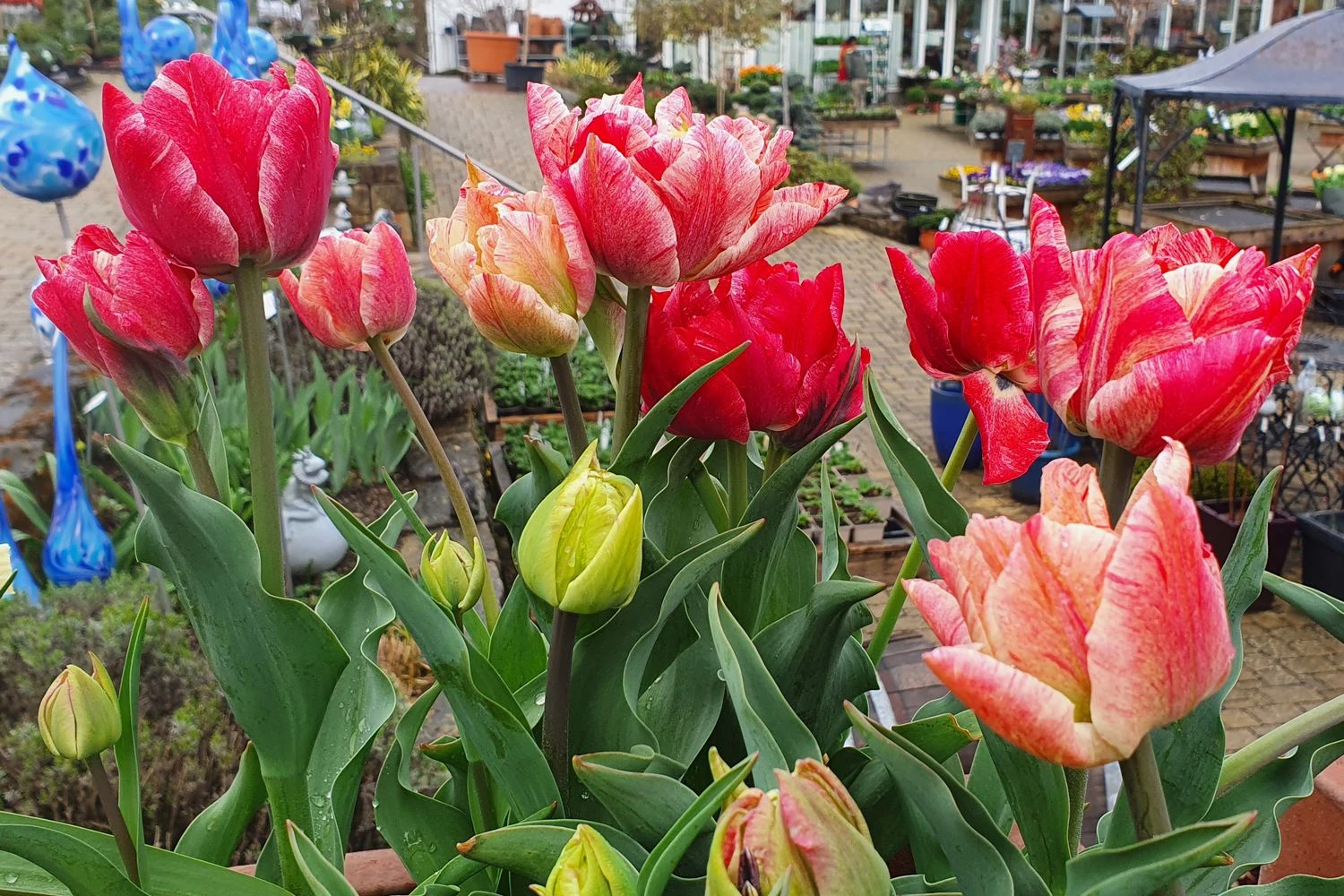 Tulpenmischung 'Peptalk' (Garten-Tulpenmischung) 1 Tulpenmischung 'Peptalk' (Garten-Tulpenmischung)