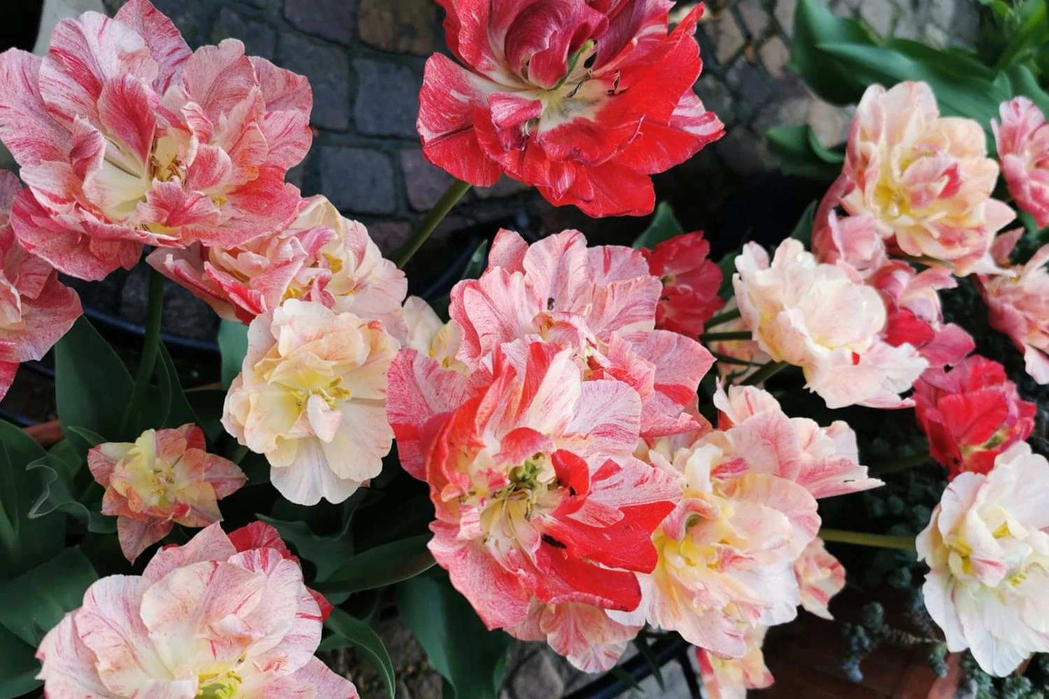 Tulpenmischung 'Peptalk' (Garten-Tulpenmischung) 2 Tulpenmischung 'Peptalk' (Garten-Tulpenmischung) - Image 2