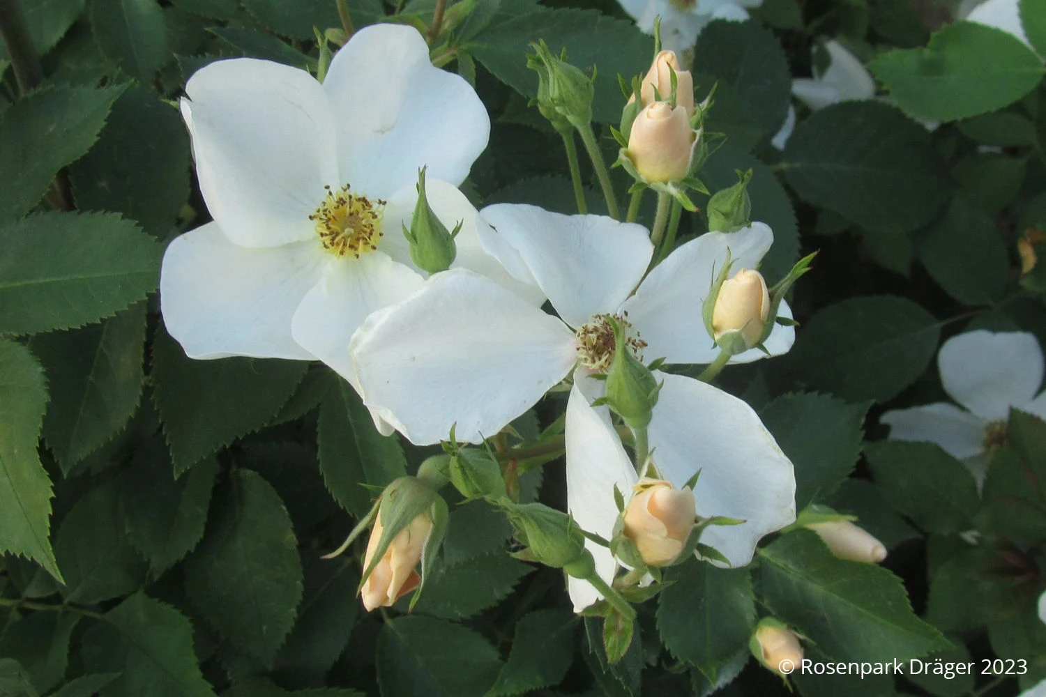 Rose 'Kew Gardens' (Englische Rose) 2 Rose 'Kew Gardens' (Englische Rose) – Bild 2