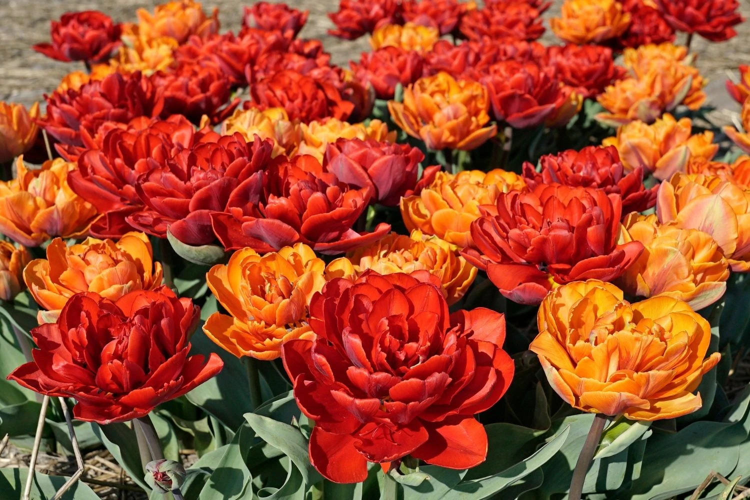 Tulpenmischung 'Abendrot' (Garten-Tulpenmischung) 1 Tulpenmischung 'Abendrot' (Garten-Tulpenmischung)