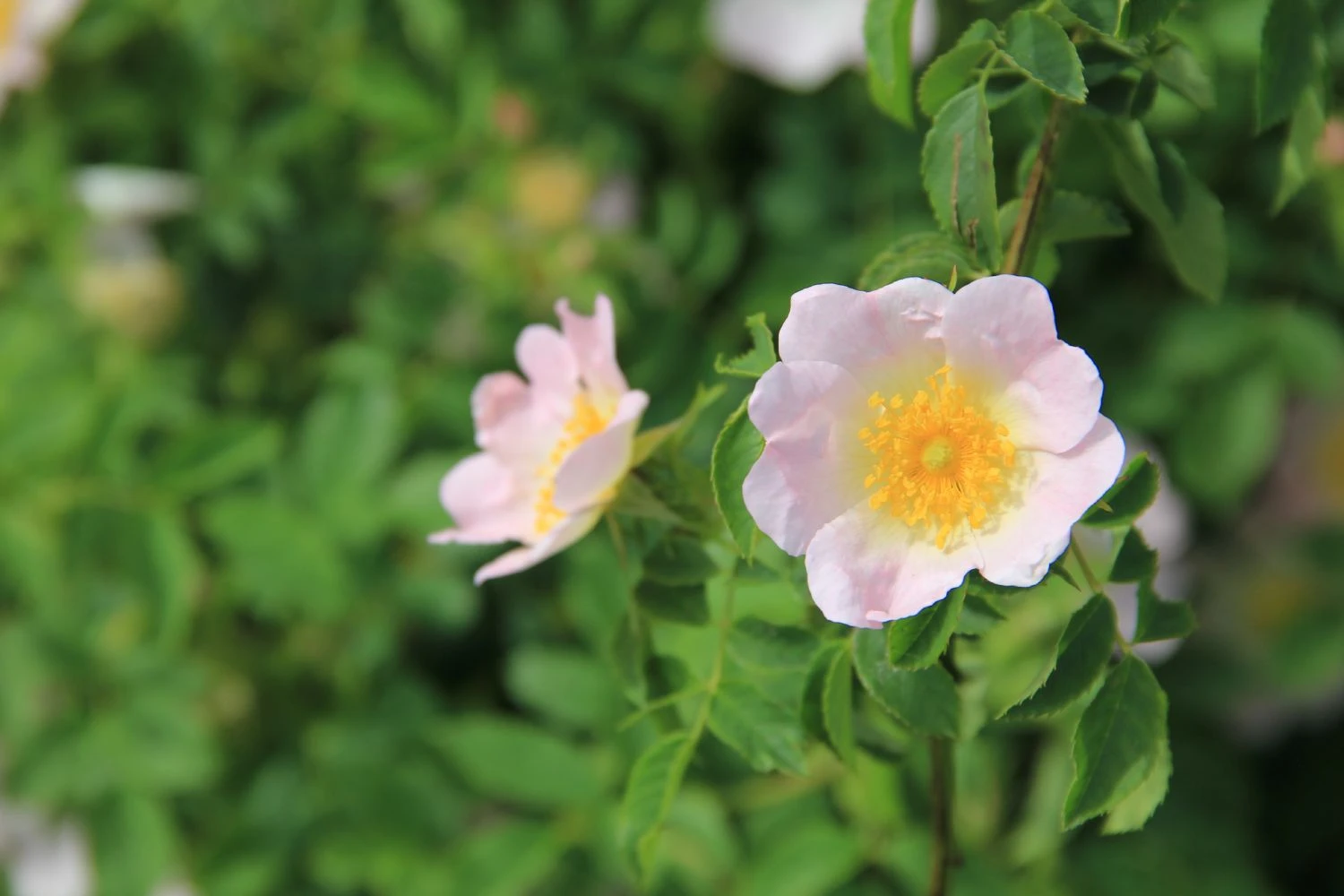 Rose Canina (Hundsrose)