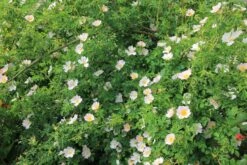 Titelseite 12 Titelseite -Blumen Verkäufe 21650 Rose 20canina Hundsrose 2