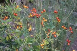 Rose Canina (Hundsrose) 5 Rose Canina (Hundsrose) -Blumen Verkäufe 21650 Rose 20canina Hundsrose 3